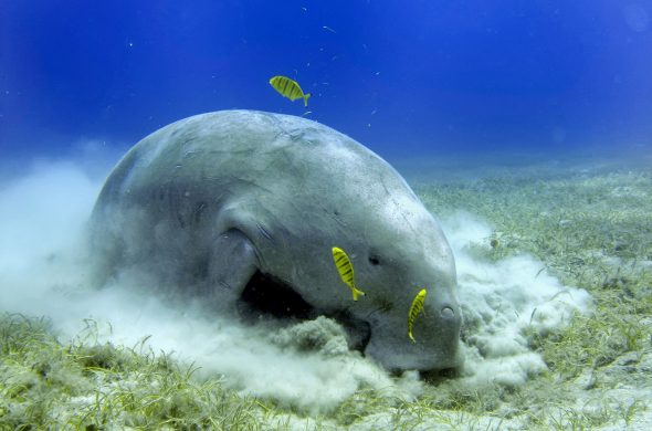 Dugong while digging sand for food