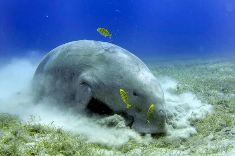 Dugong while digging sand for food