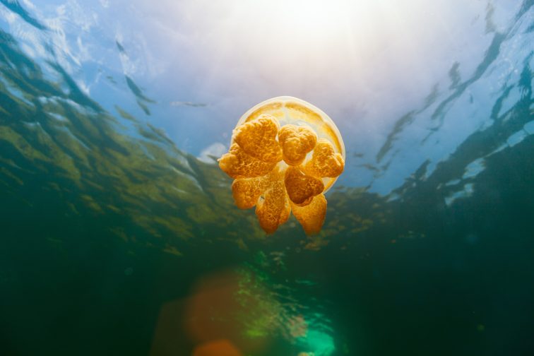 Jellyfish Lake