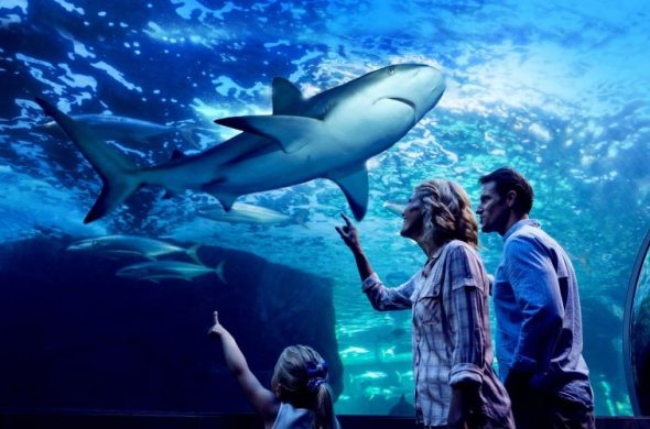 ケアンズ水族館