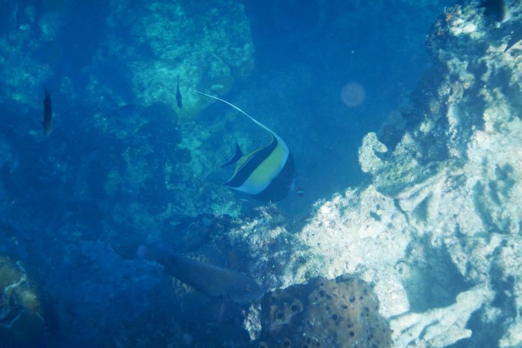 coral garden2