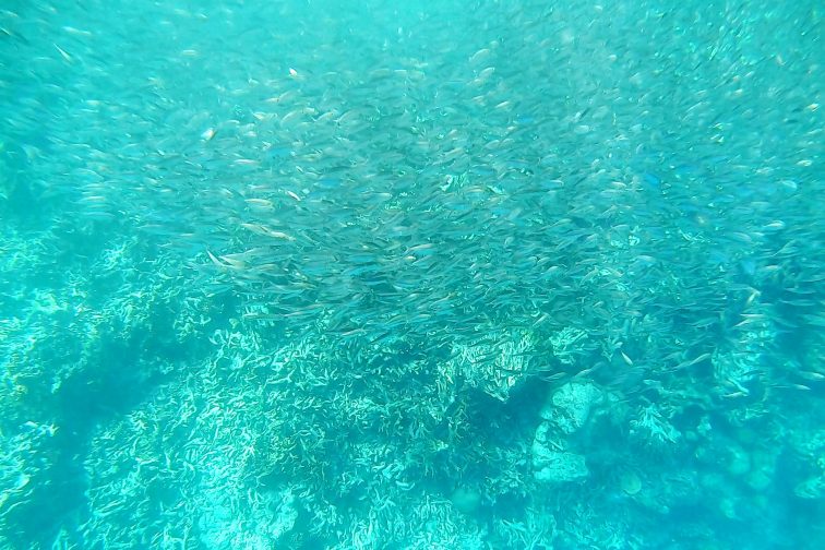 coral garden4