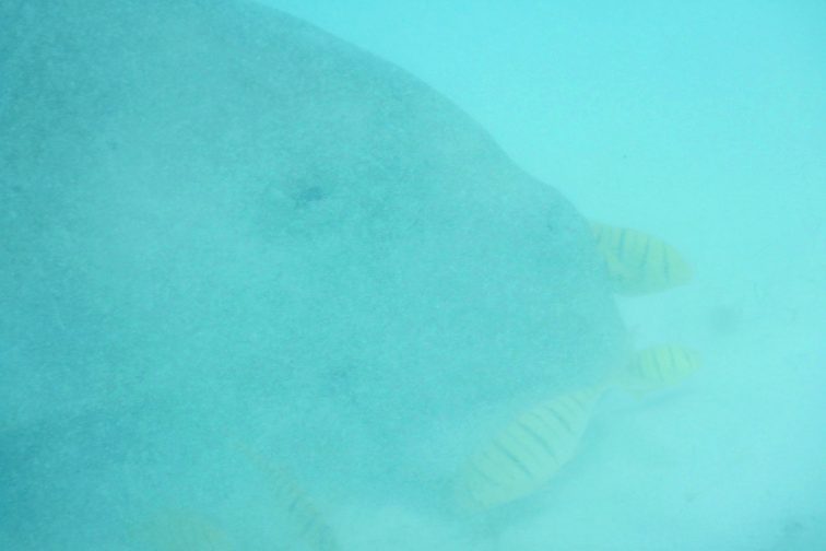 dugong eating food at the bottom of the sea!