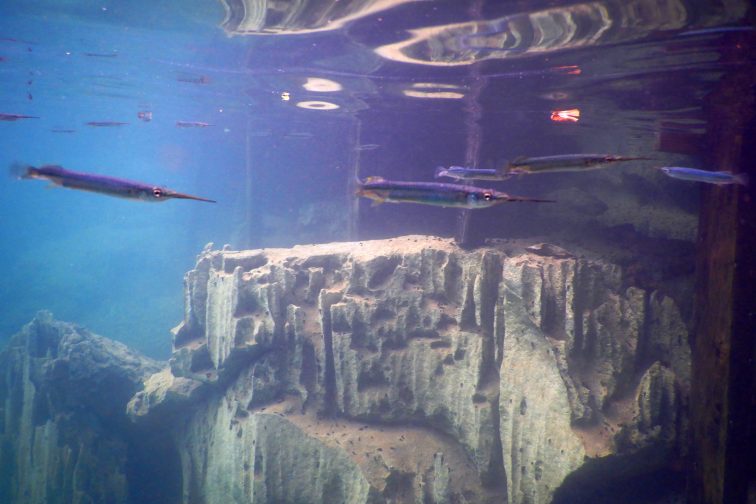 kayangan2 needle fish