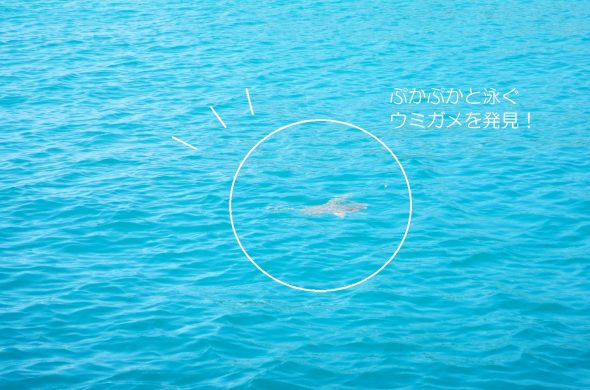 sea turtle swimming at the Coron ocean_comments
