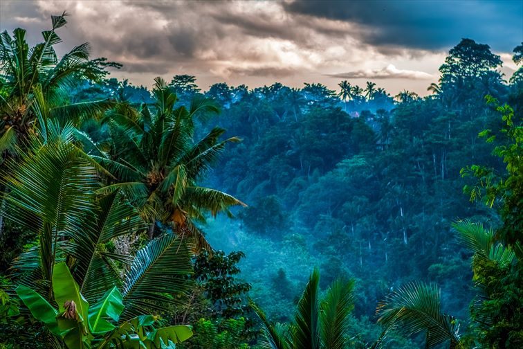 ウブドの熱帯雨林