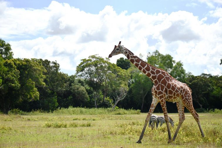 Calauit Safari Park