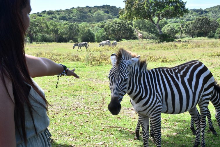 So close! zebra in Calauit Saffari Park