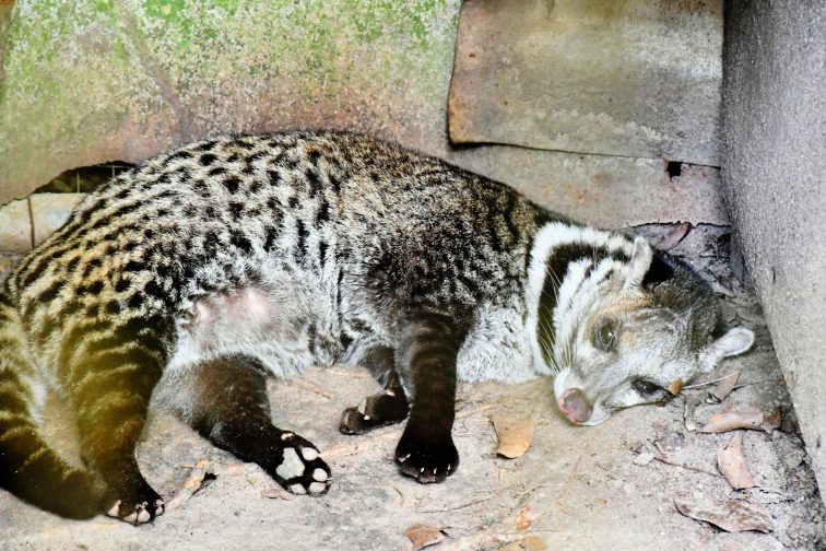 civet at zoo