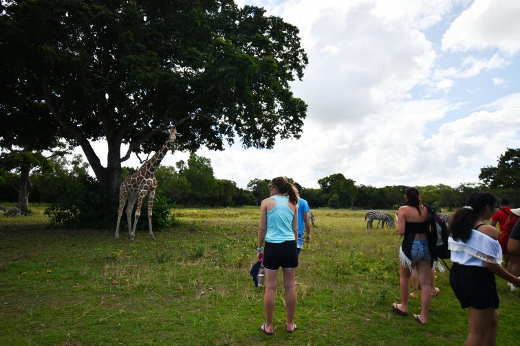 giraff meet people at safaripark