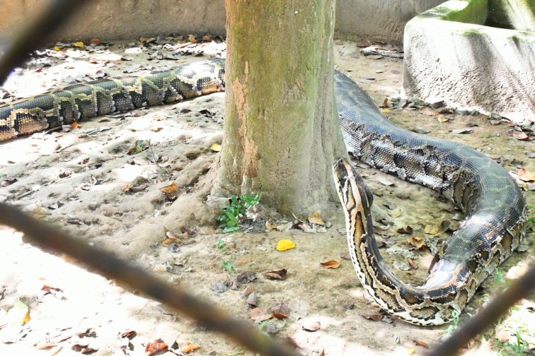 snake at zoo
