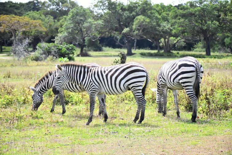 zebra eating grass