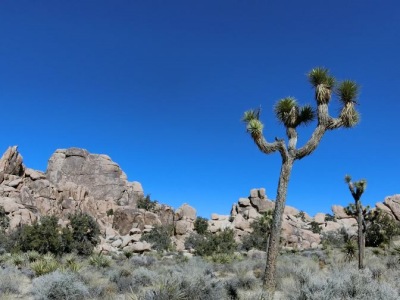 ロサンゼルス・ツアー紹介用3×4 ロサンゼルス・ツアー紹介用3×4