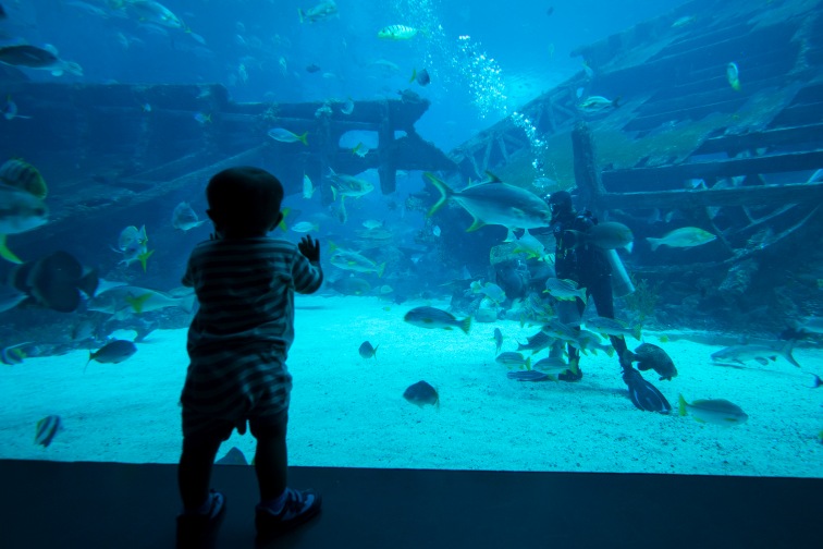 セントーサ島　シーアクアリウム　S.E.A.-Aquarium