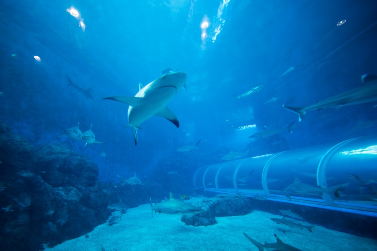 セントーサ島　シーアクアリウム　S.E.A.-Aquarium