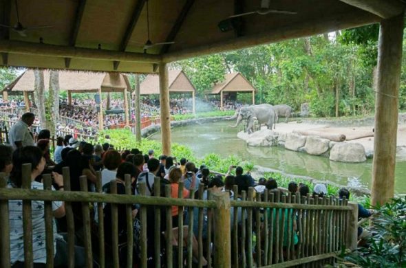 シンガポール動物園 象のショー