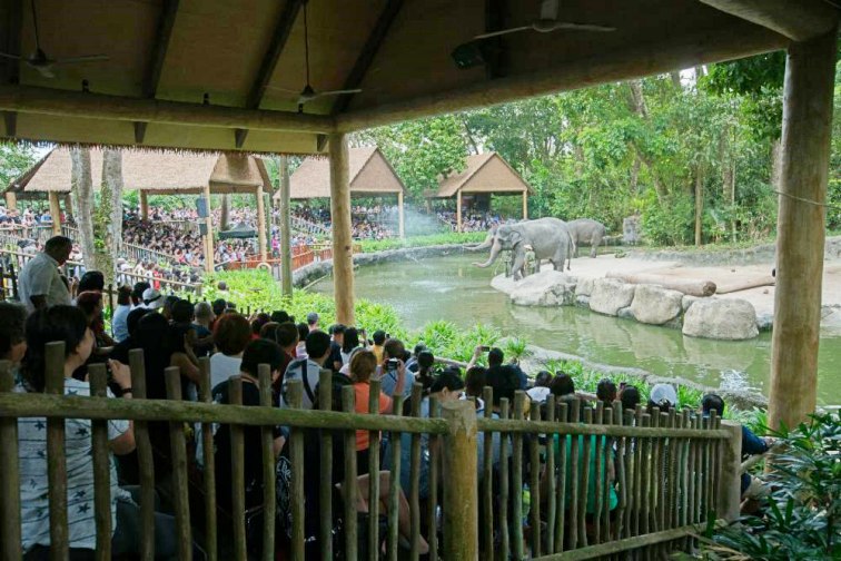 シンガポール動物園　象のショー