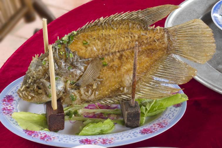 elephant fish