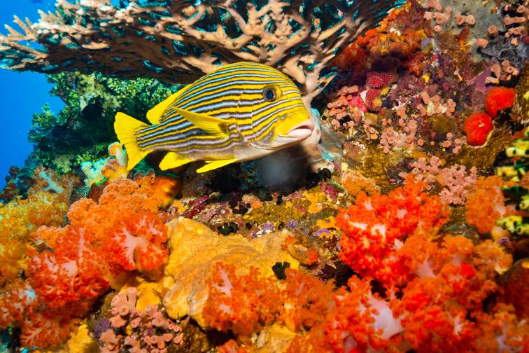 komodo sea
