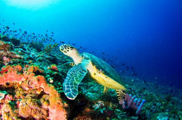 penida sea turtle