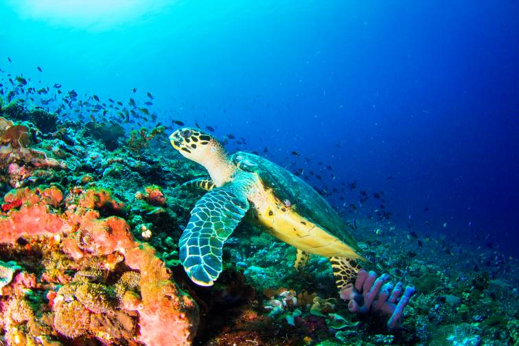 penida sea turtle