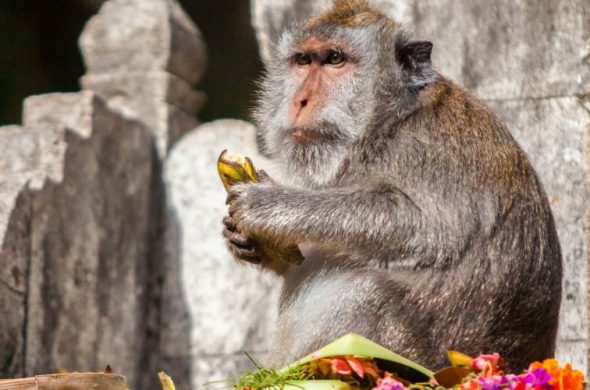 uluwatu monky