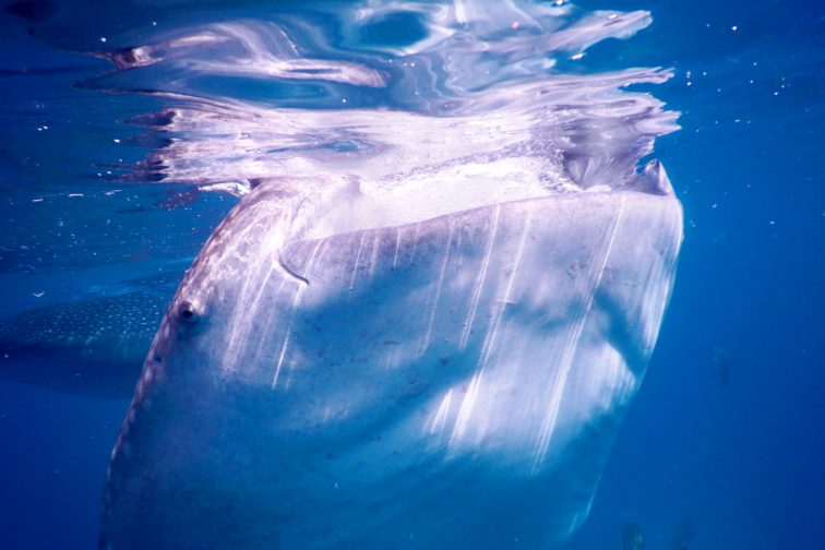 whale shark watching1