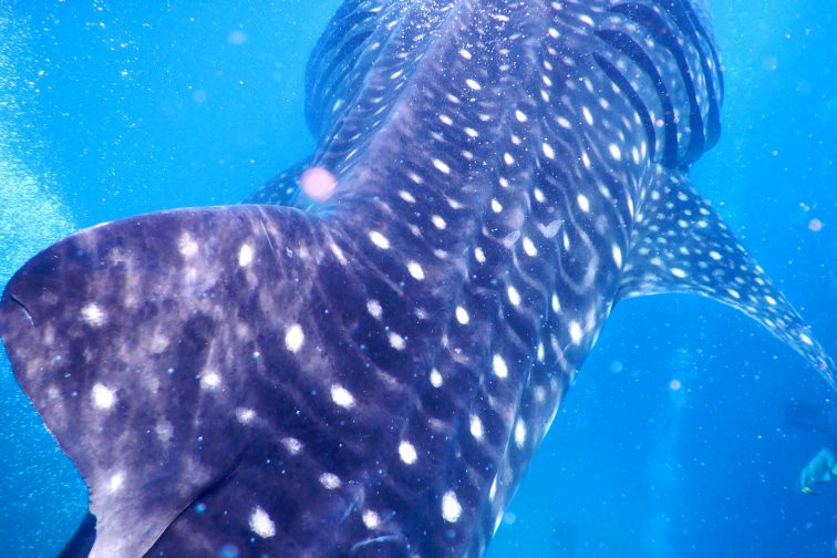 whale shark watching2__