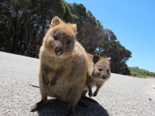 パース近くのロットネスト島にすむクオッカ♪