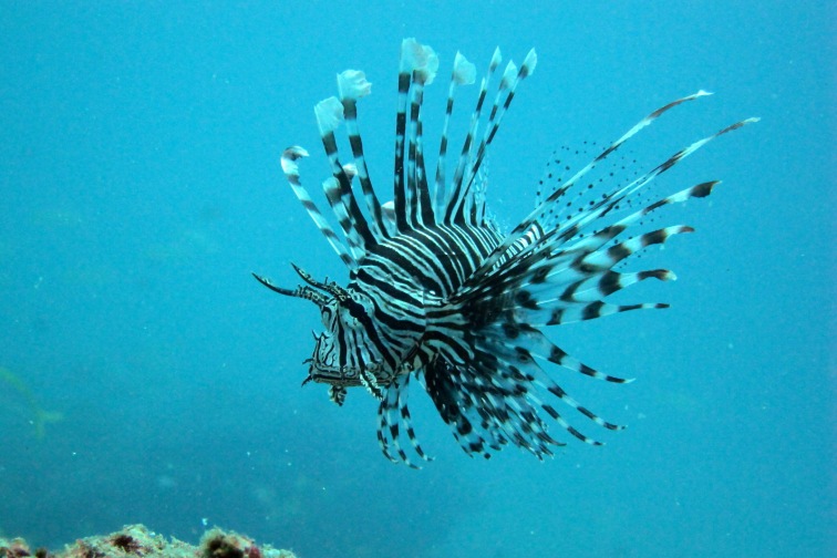Red Lionfish（ハナミノカサゴ）プーケット