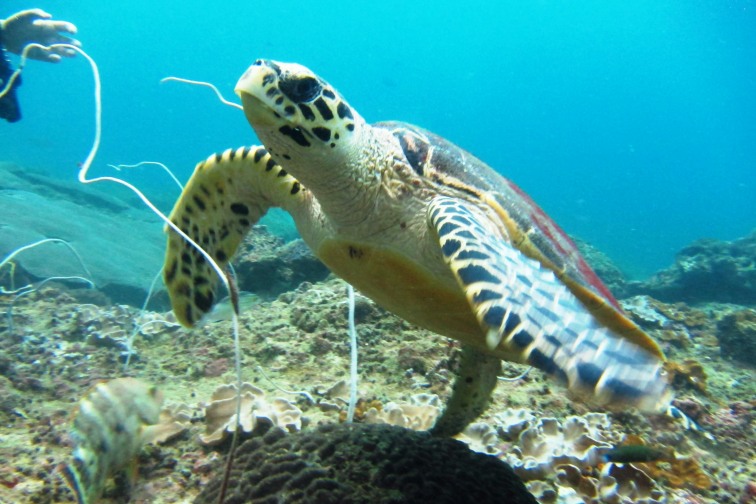 Green Sea Turtle（アオウミガメ）プーケット