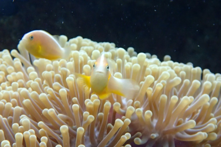 プーケット　熱帯魚