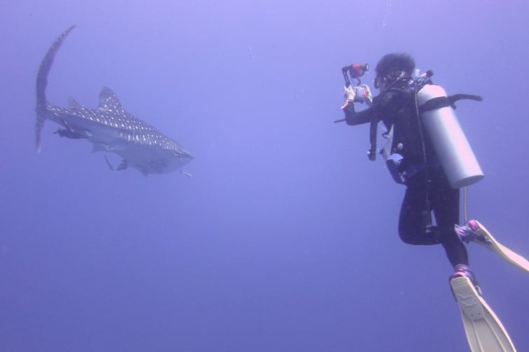 タイ　シミラン諸島でジンベエザメを撮影