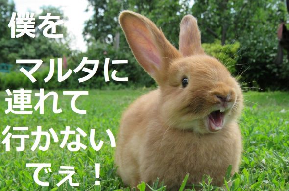 マルタ グルメ