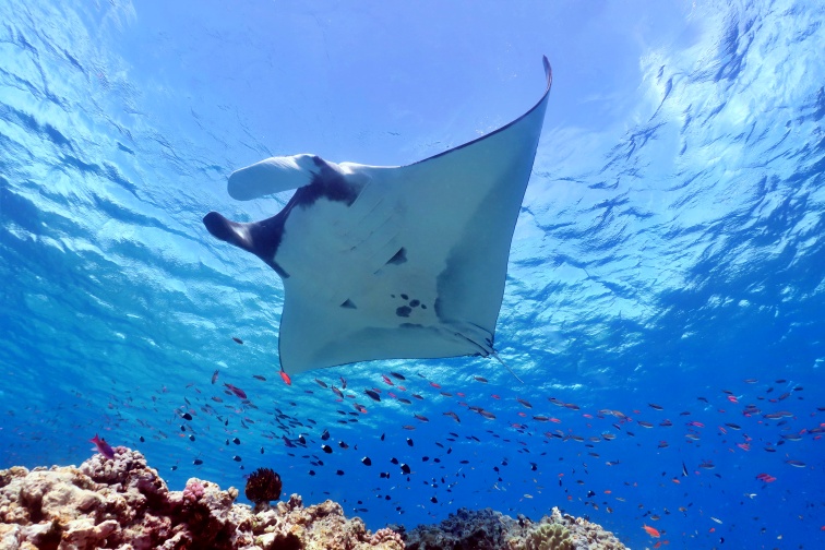 Plongée sous-marine-WorldAdventureDivers.com NCTPS