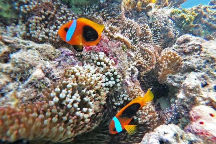 Piscine Naturelle-© Auriane Demeusy NCTPS