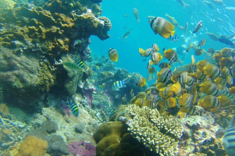 レンボンガン島Snorkling