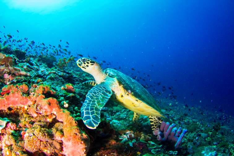 penida-sea-turtle
