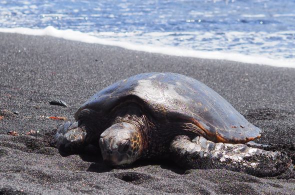 sea turtle in punaluu hawaii