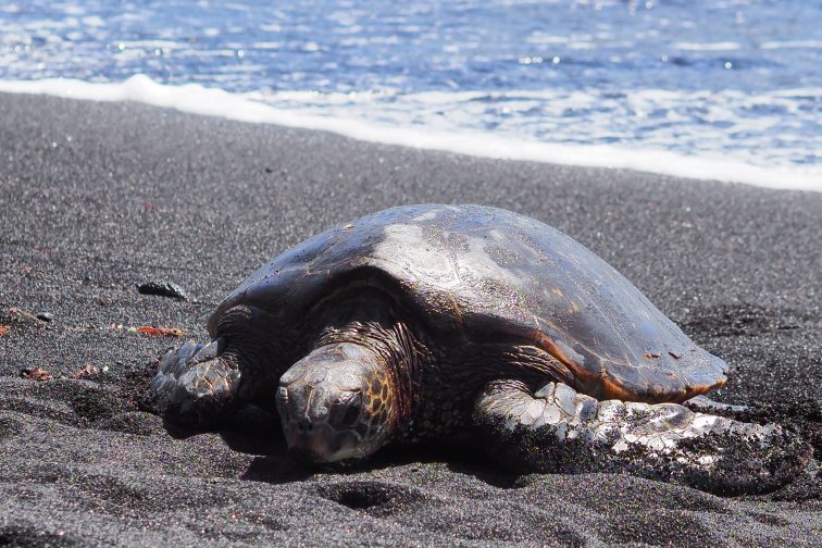 sea turtle in punaluu hawaii