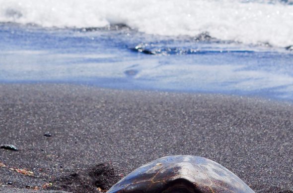 sea turtle in punaluu hawaii