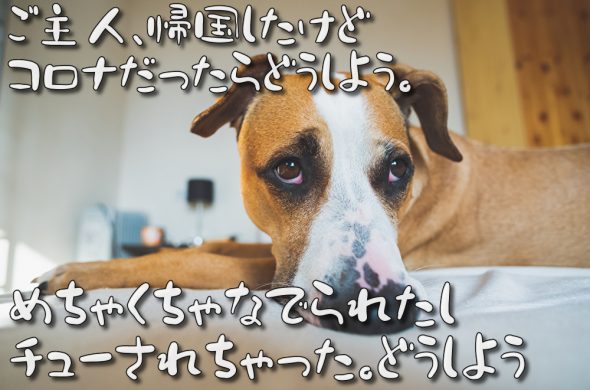 日本 空港 PCR検査
