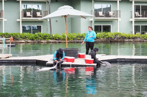 dolphins in kahara hawaii hotel