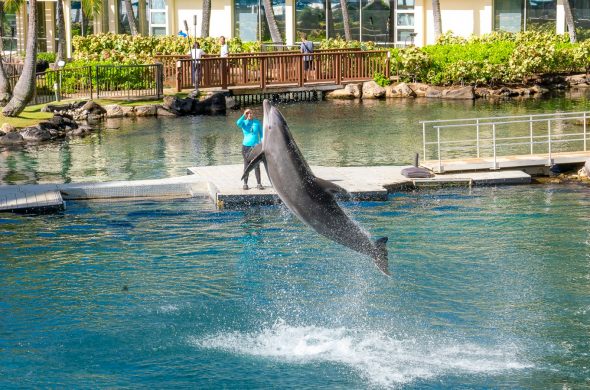 kahara hawaii hotel dolphin