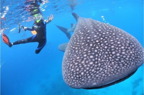 whale watching cebu philippines