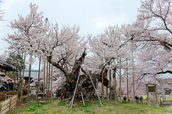 yamataka shindai sakura