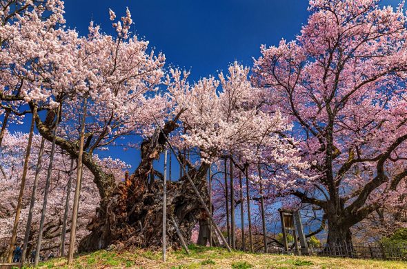 yamataka shindai sakura