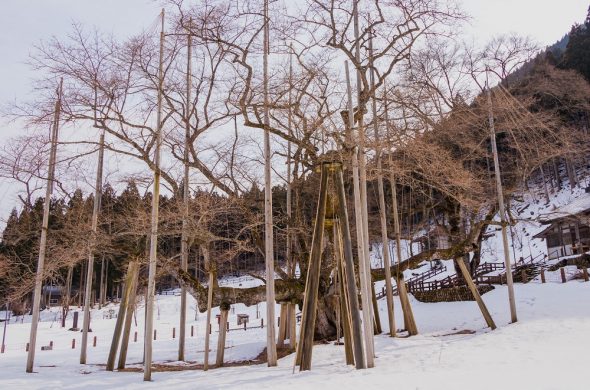 usuzumi sakura