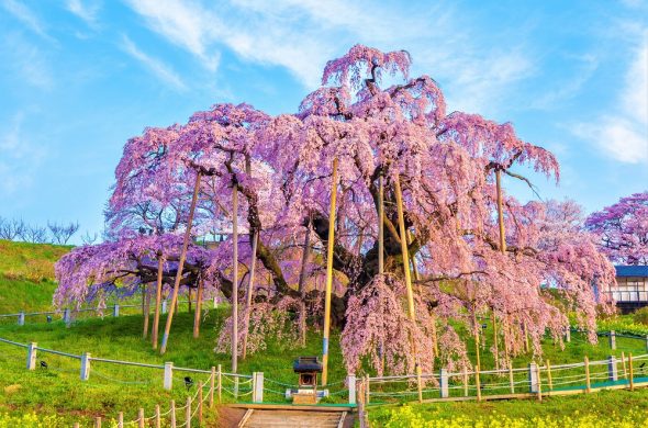 yamataka shindai sakura