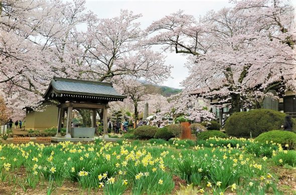 yamataka shindai sakura